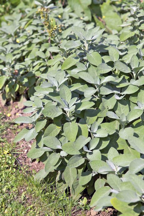 Salvia officinalis 'Berggarten' als Pflanze im Beet ;;ab 4,00 Euro