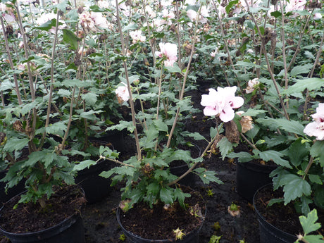 Hibiskus syriacus 'Leopoldii' als Pflanze im Beet, erhältlich als: ; Einsatz: Heckenpflanze ; Pluspunkt: pflegeleicht;;günstig mit Qualität