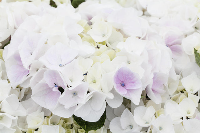 Hydrangea macrophylla 'White Spirit' mit Blüte, erhältlich von 40-60 bis 60-80 cm ;;ab 58,00 Euro