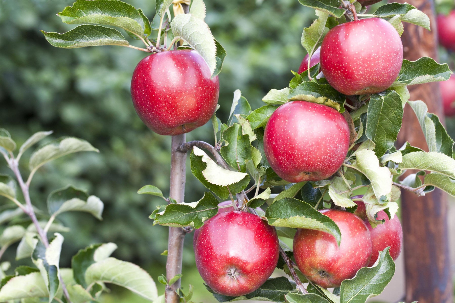 Malus 'Jonagold Rubinstar' (Apfel 'Jonagold Rubinstar' -R- mittel)