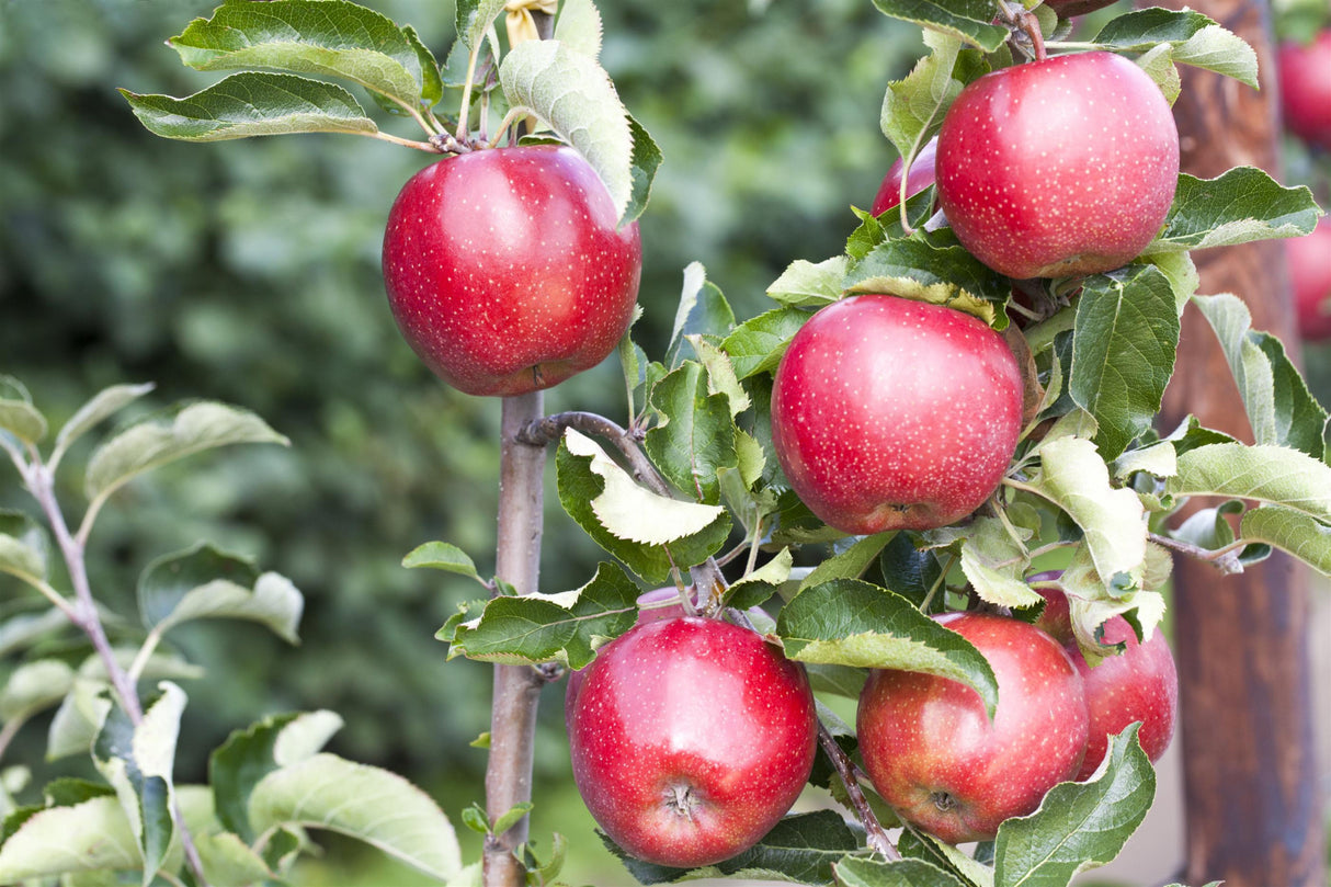 Malus 'Jonagold Rubinstar' mit Früchten, erhältlich von 150-200 bis 450-650 cm ;;ab 42,80 Euro