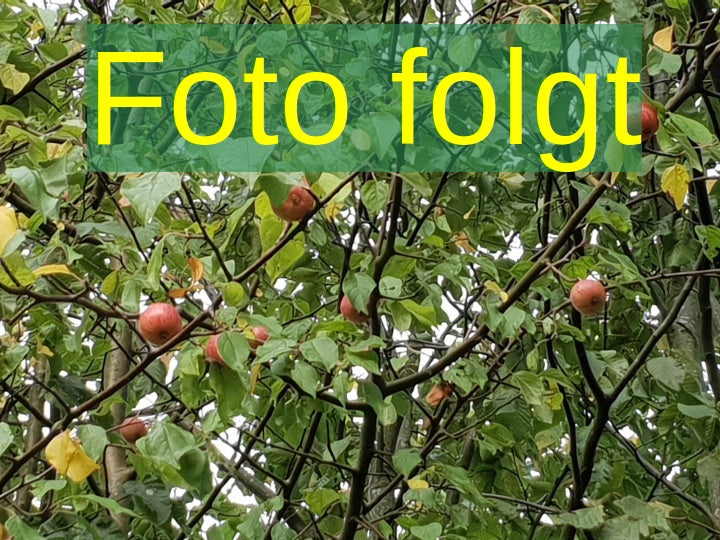 Malus 'Adirondack' (Zierapfel 'Adirondack')