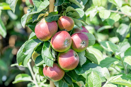 Malus 'Prinz Albrecht von Preußen' mit Früchten, erhältlich von 150-200 bis 450-650 cm ;;ab 34,60 Euro