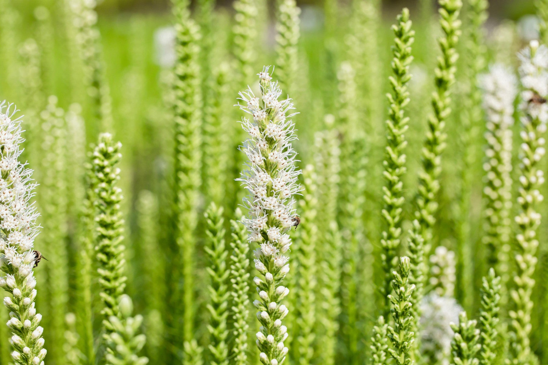 Liatris spicata 'Floristan Weiß' (Ährige Garten-Prachtscharte)