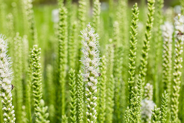 Liatris spicata 'Floristan Weiß' mit Blüte ;;ab 3,50 Euro