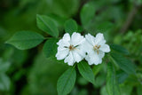 multiflora rose mit Blüte, erhältlich als: Sämling, leichte Sträucher, verschulte Sträucher ; Einsatz: Heckenpflanze ; Pluspunkt: robust;;günstig mit Qualität