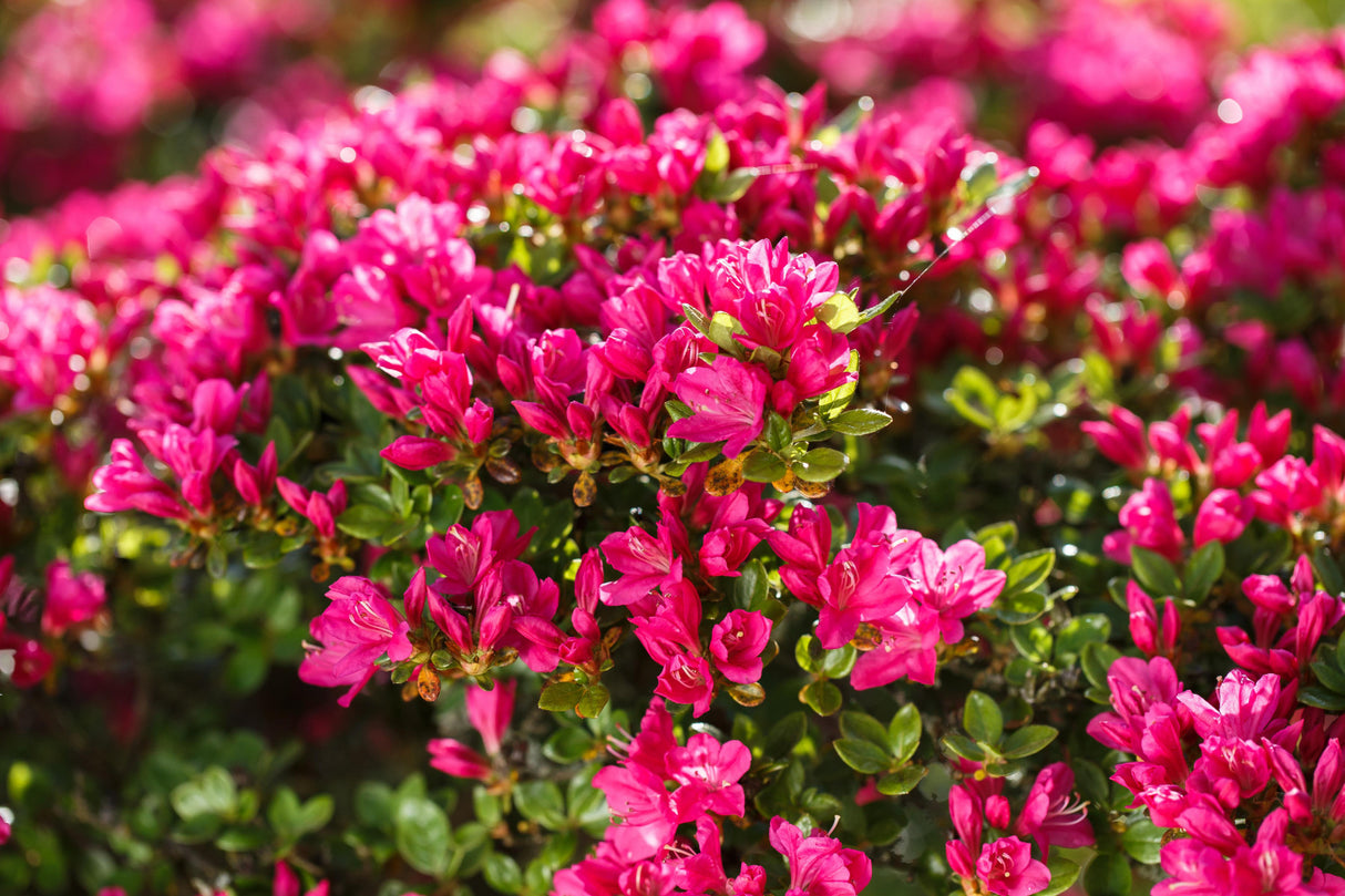 Rhododendron obt. 'Kermesina' mit Blüte, erhältlich von 20-25 bis 50-60 cm ;;ab 15,90 Euro