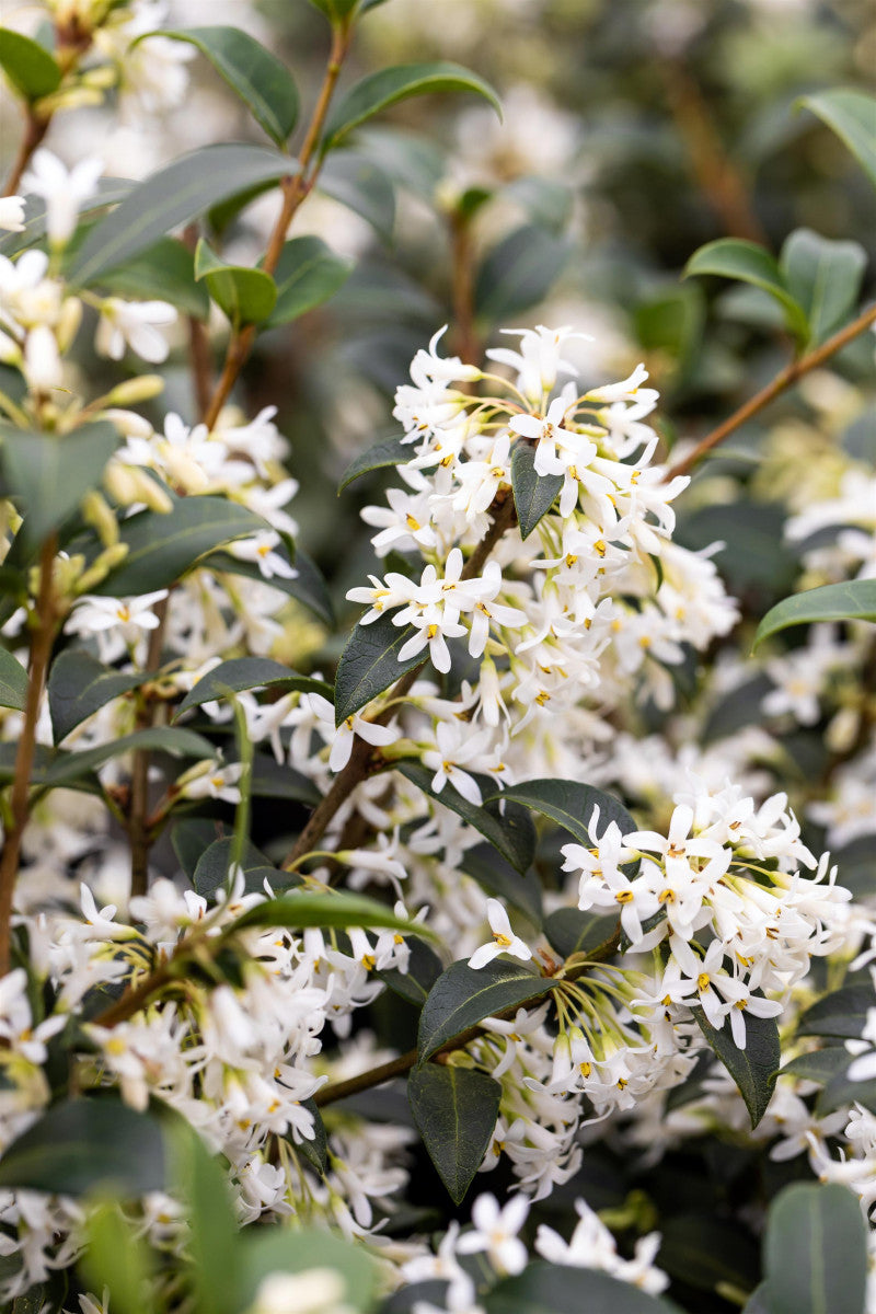 Osmanthus burkwoodii (Burkwoods Duftblüte)