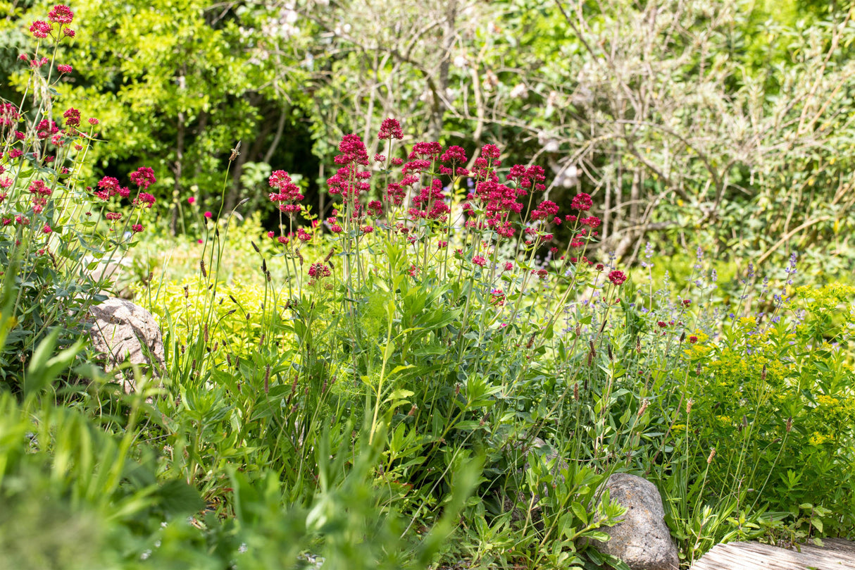 Rotblühende Garten-Spornblume als Pflanze im Beet ; Einsatz: Steingärten ; Pluspunkt: bienen- und schmetterlingsanziehend;;hier kaufen