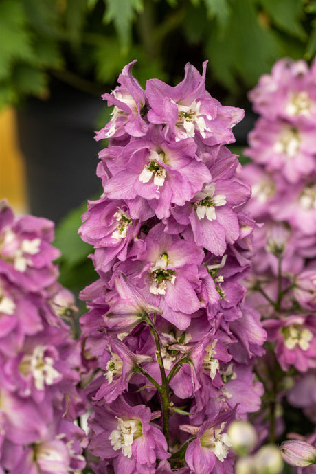 Delphinium Pacific 'Astolat' mit Blüte ;;ab 4,15 Euro