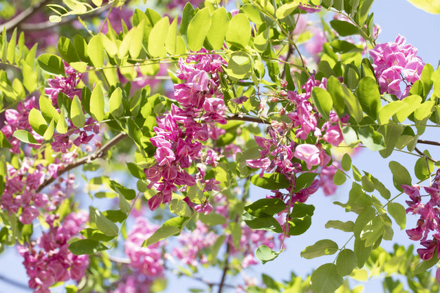 Robinia 'Pink Cascade' mit Blüte, erhältlich von 270-330 bis 450-650 cm ;;ab 436,00 Euro