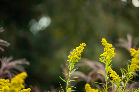 Solidago caesia mit Blüte ;;ab 4,05 Euro