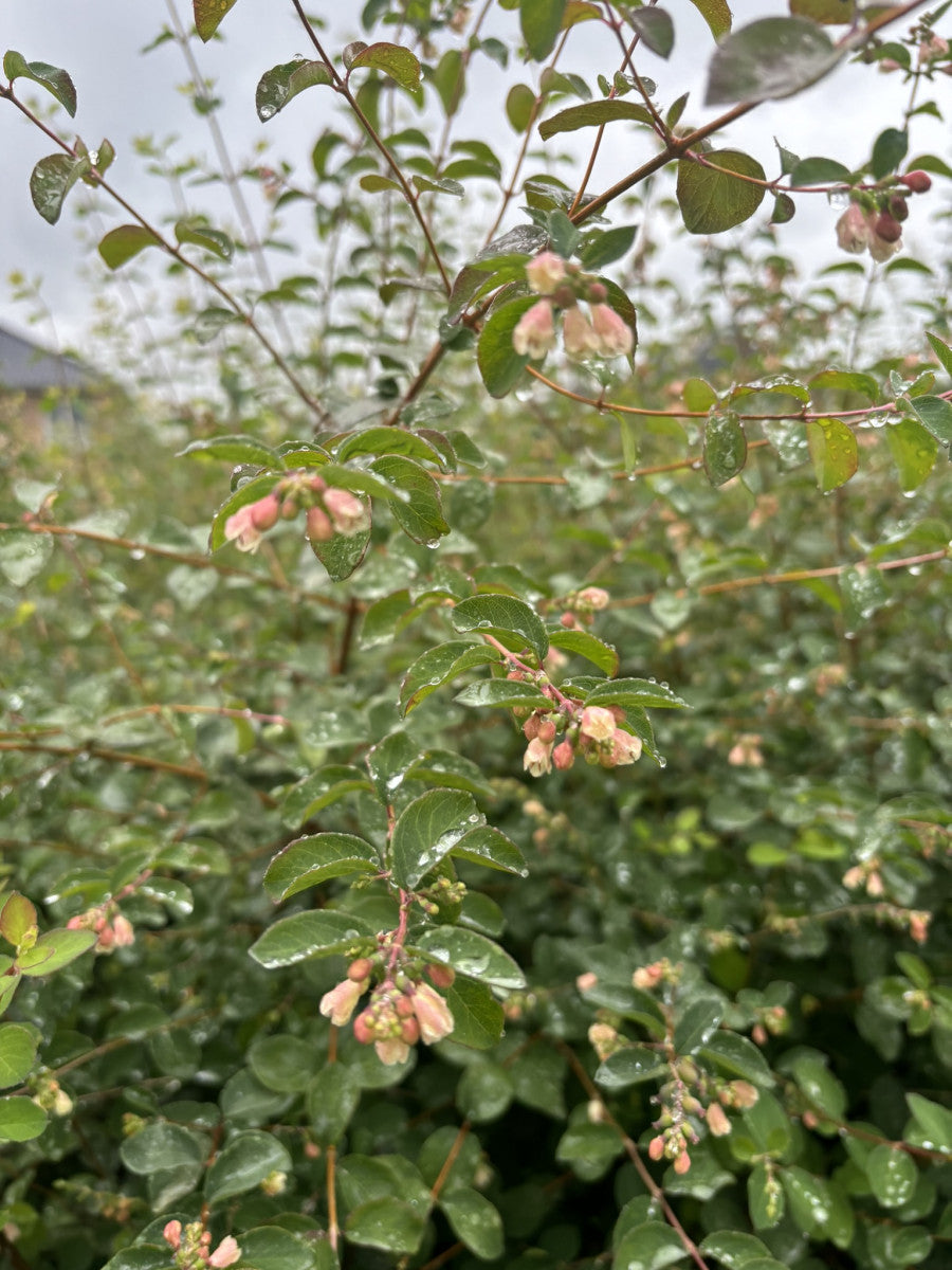 Symphoricarpos albus laevigatus mit Blüte, erhältlich von 40-60 bis 60-100 cm ;;ab 13,00 Euro