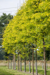 Gleditsia triacanthos 'Sunburst' , erhältlich von 270-330 bis 450-650 cm ;;ab 388,00 Euro