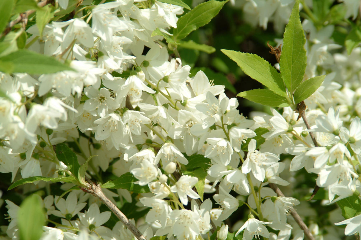 Philadelphus 'Manteau d'Hermine' mit Blüte, erhältlich von 40-60 bis 150-175 cm ;;ab 15,20 Euro