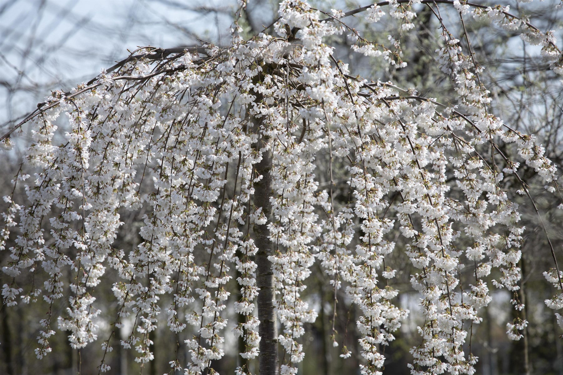 Prunus subhirtella 'Pendula' (Hängende Frühlingskirsche)