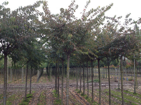 Prunus subhirtella , erhältlich von 60-100 bis 100-150 cm ;;ab 16,60 Euro