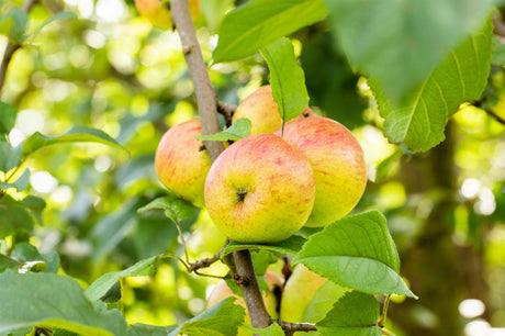 Malus 'Roter Berlepsch' mit Früchten, erhältlich von 150-200 bis 450-650 cm ;;ab 34,60 Euro