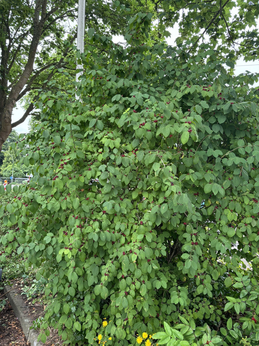 Lonicera xylosteum (Gemeine Heckenkirsche)