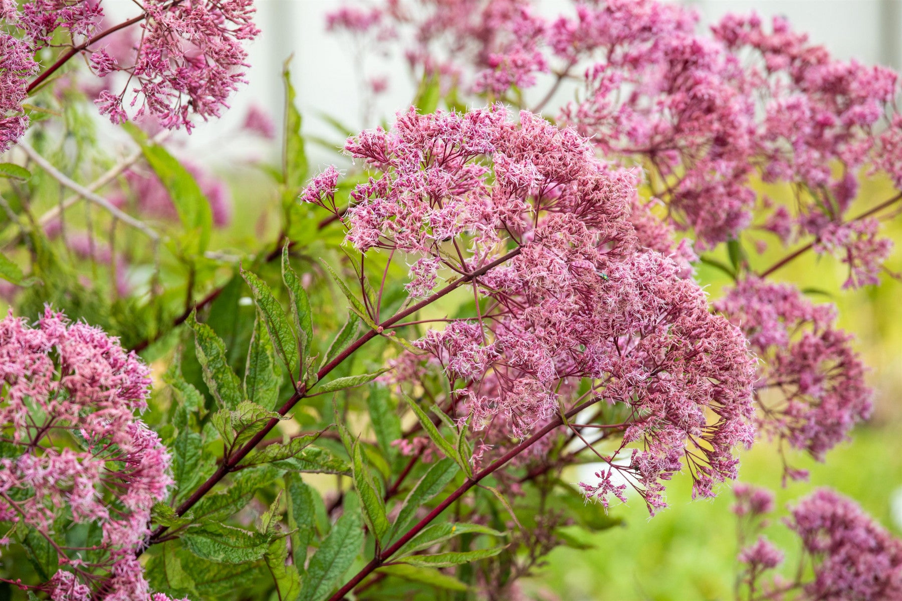 Eupatorium fistulosum 'Atropurpur. ', gen. (Großer Garten-Wasserdost)