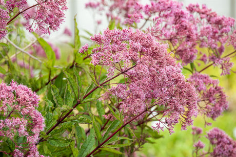 Eupatorium fistulosum 'Atropurpur. ', gen. mit Blüte ;;ab 4,00 Euro