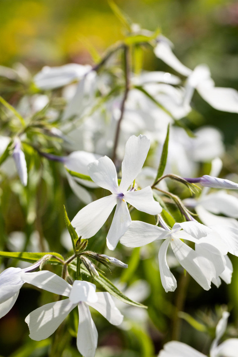 Phlox divaricata 'White Perfume' (Garten-Flammenblume)