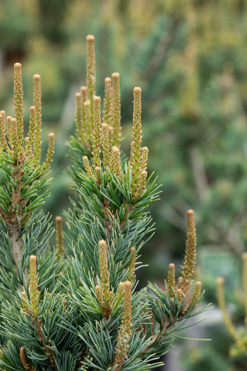 Pinus parviflora 'Glauca' , erhältlich von 25-30 bis 125-150 cm ;;ab 39,40 Euro