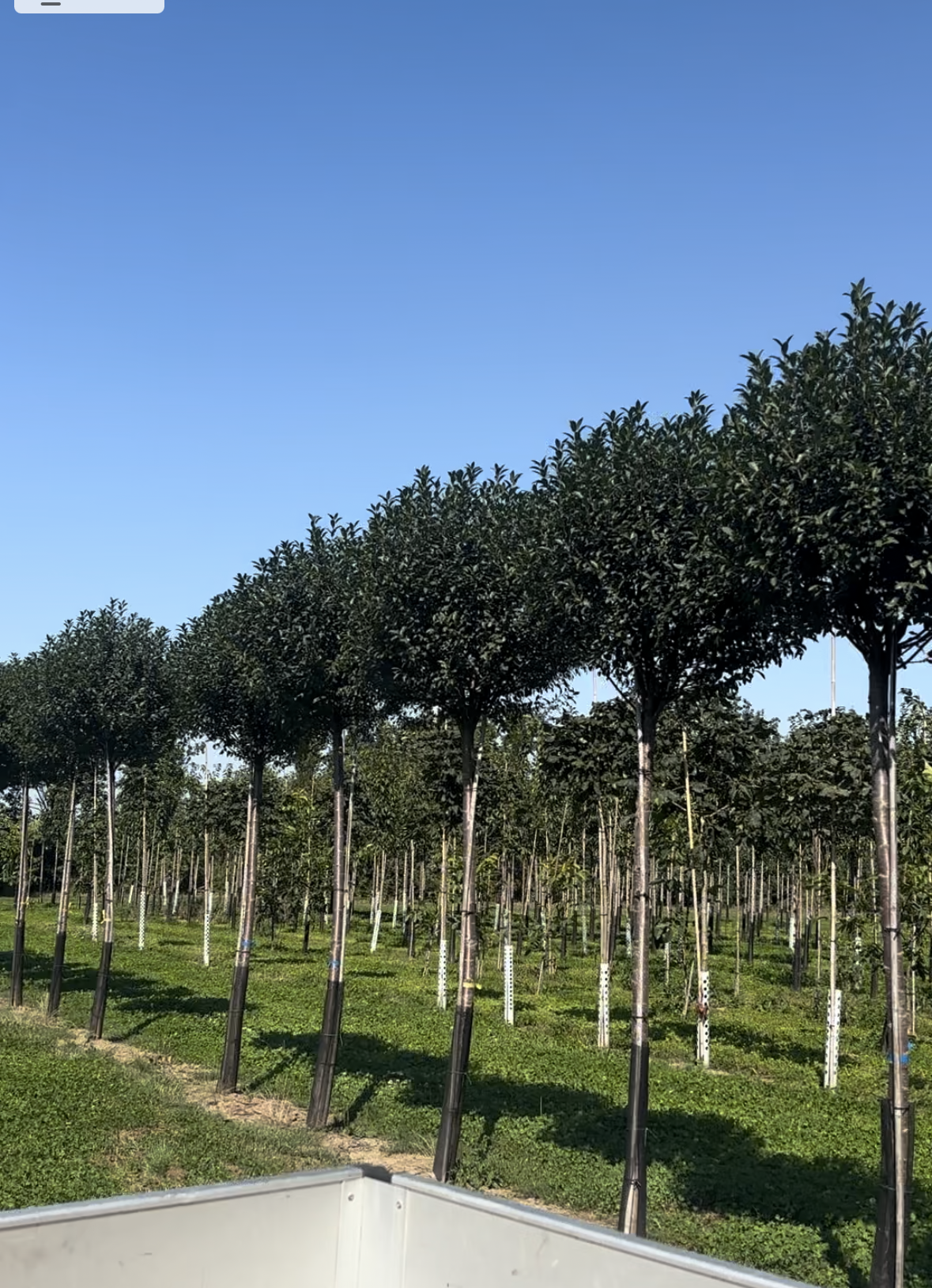 Prunus fruticosa 'Globosa' (Steppenkirsche 'Globosa')