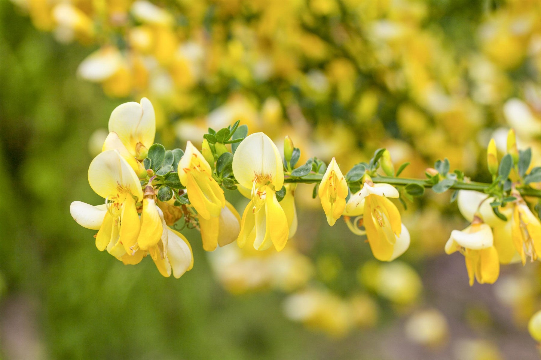 Cytisus kewensis (Niedriger Elfenbeinginster)