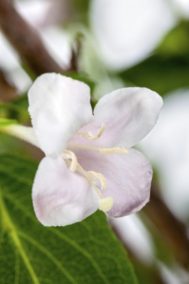 Weigela 'Boskoop Glory' mit Blüte, erhältlich von 40-60 bis 80-100 cm ;;ab 13,70 Euro