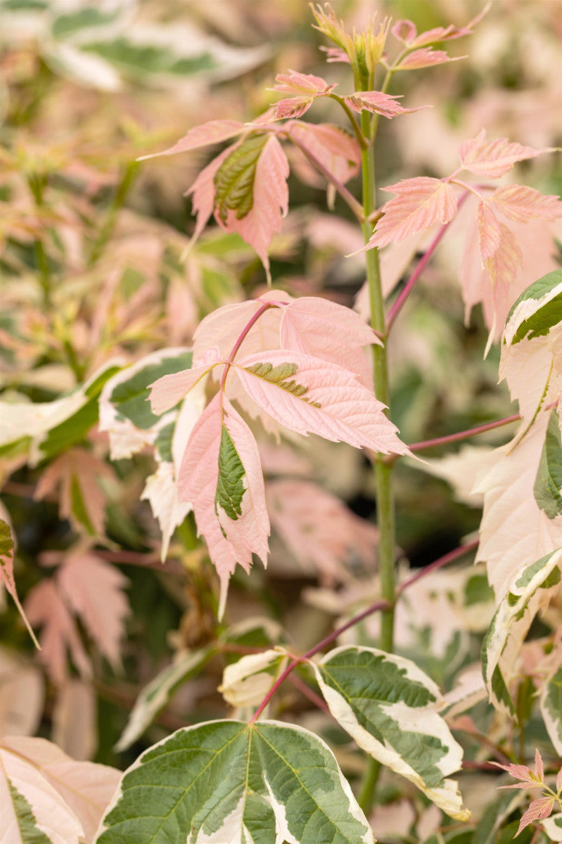 Acer negundo 'Flamingo' (Eschenahorn 'Flamingo')