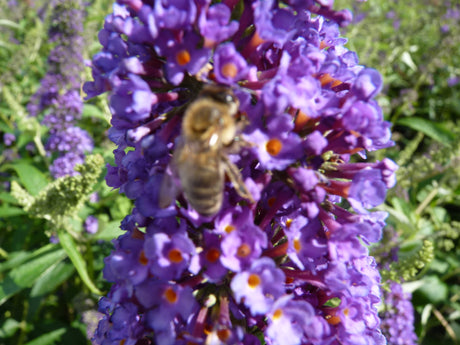 Buddleja davidii 'Empire Blue' , erhältlich von 60-100 bis 125-150 cm ;;ab 13,00 Euro