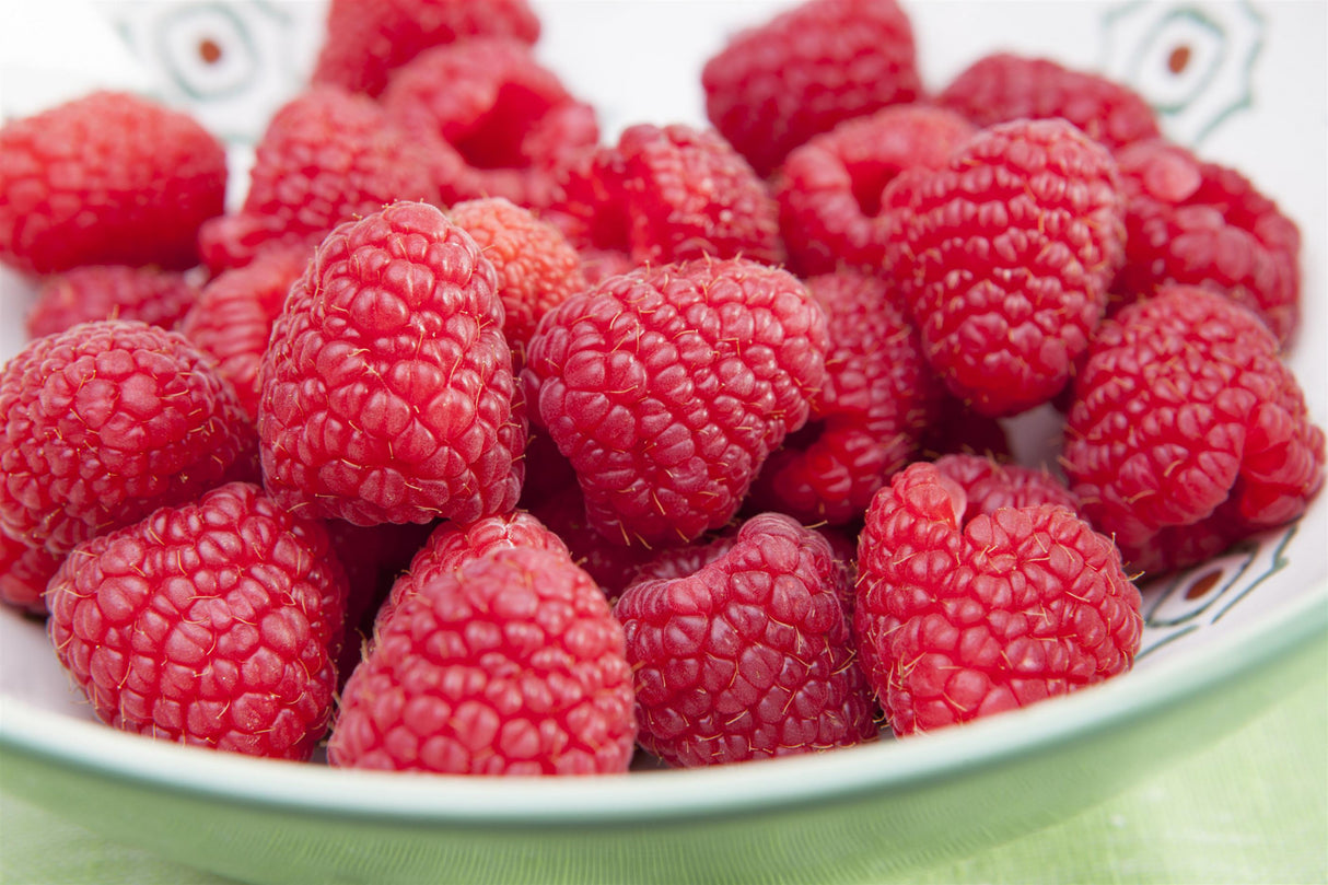 Rubus id. 'Glen Ample' mit Früchten ;;ab 20,40 Euro