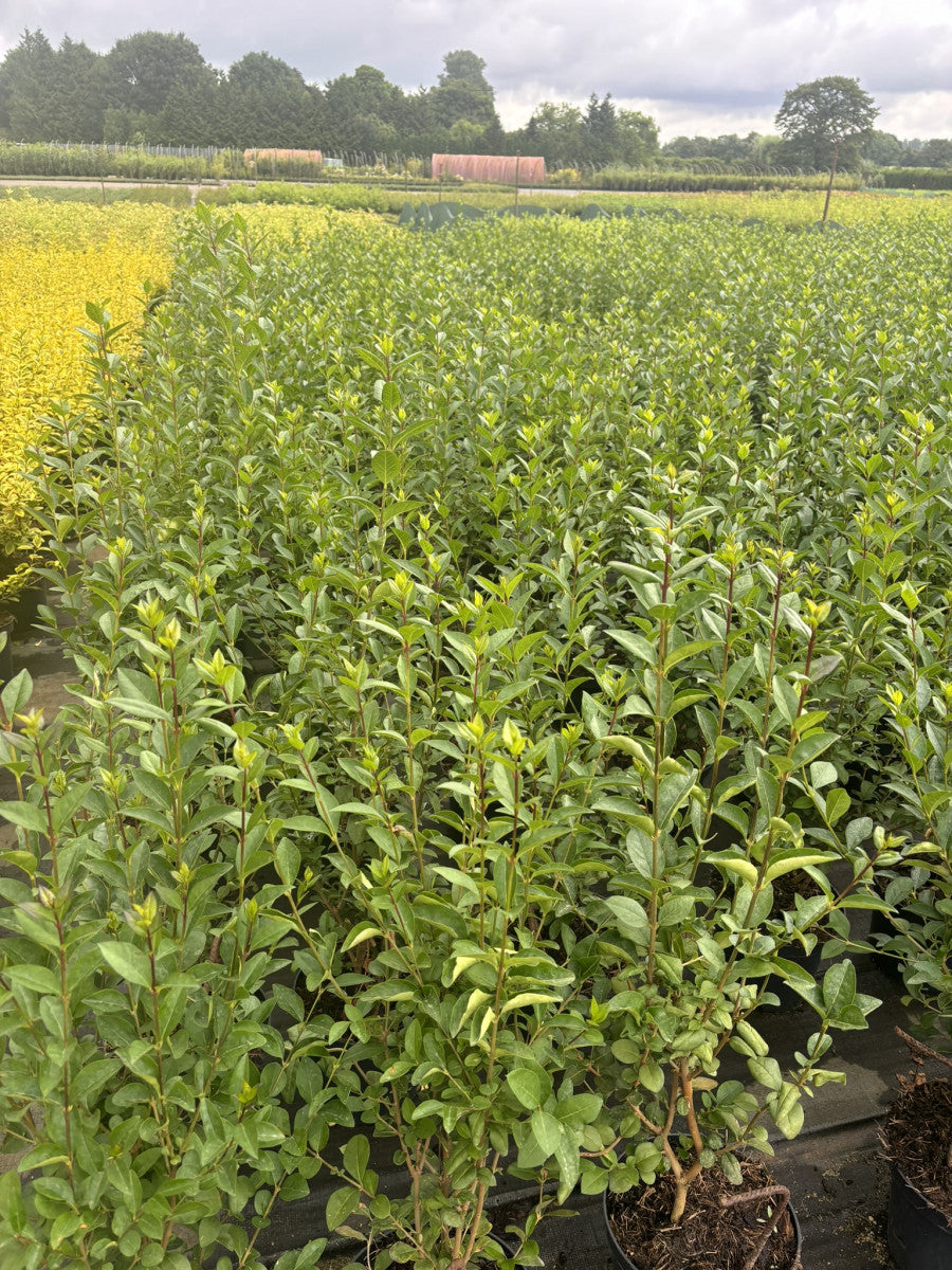 Ligustrum vulgare 'Atrovirens' (Schwarzgrüner Liguster 'Atrovirens')