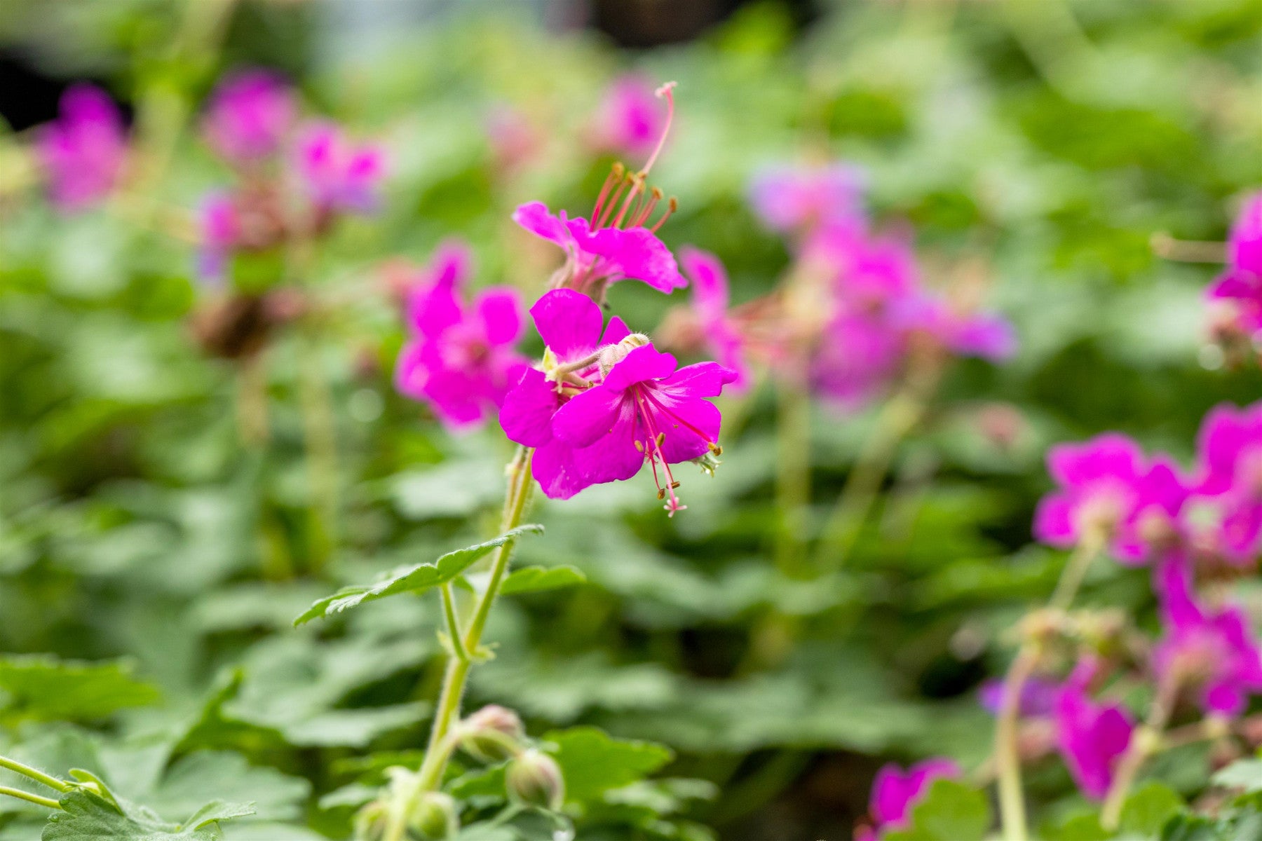 Geranium macrorrhizum 'Czakor' (Garten-Storchschnabel)