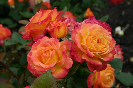 Rosa 'Gartenspaß' BT mit Blüte ;;ab 8,10 Euro