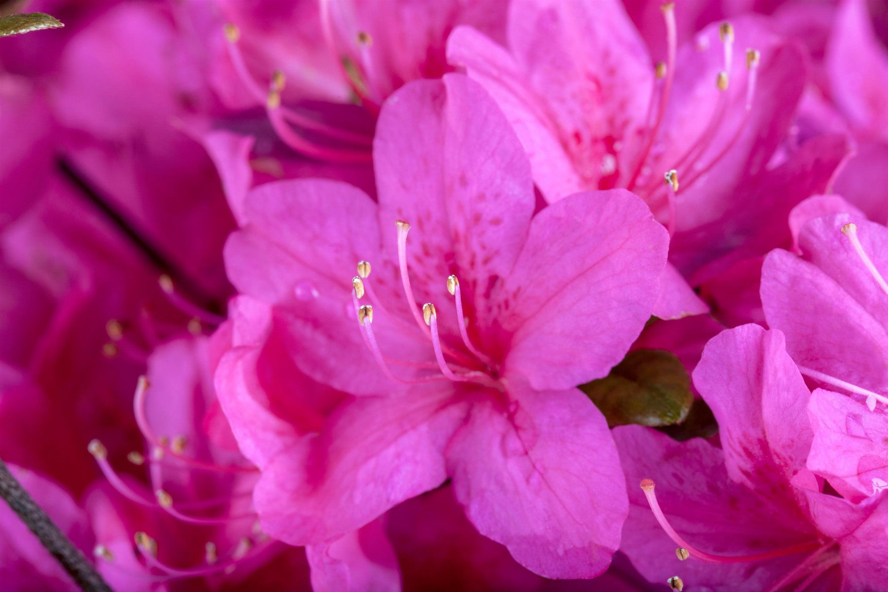 Rhododendron obt. 'Diamant Purpur' (Japanische Azalee 'Diamant Purpur' -R-)