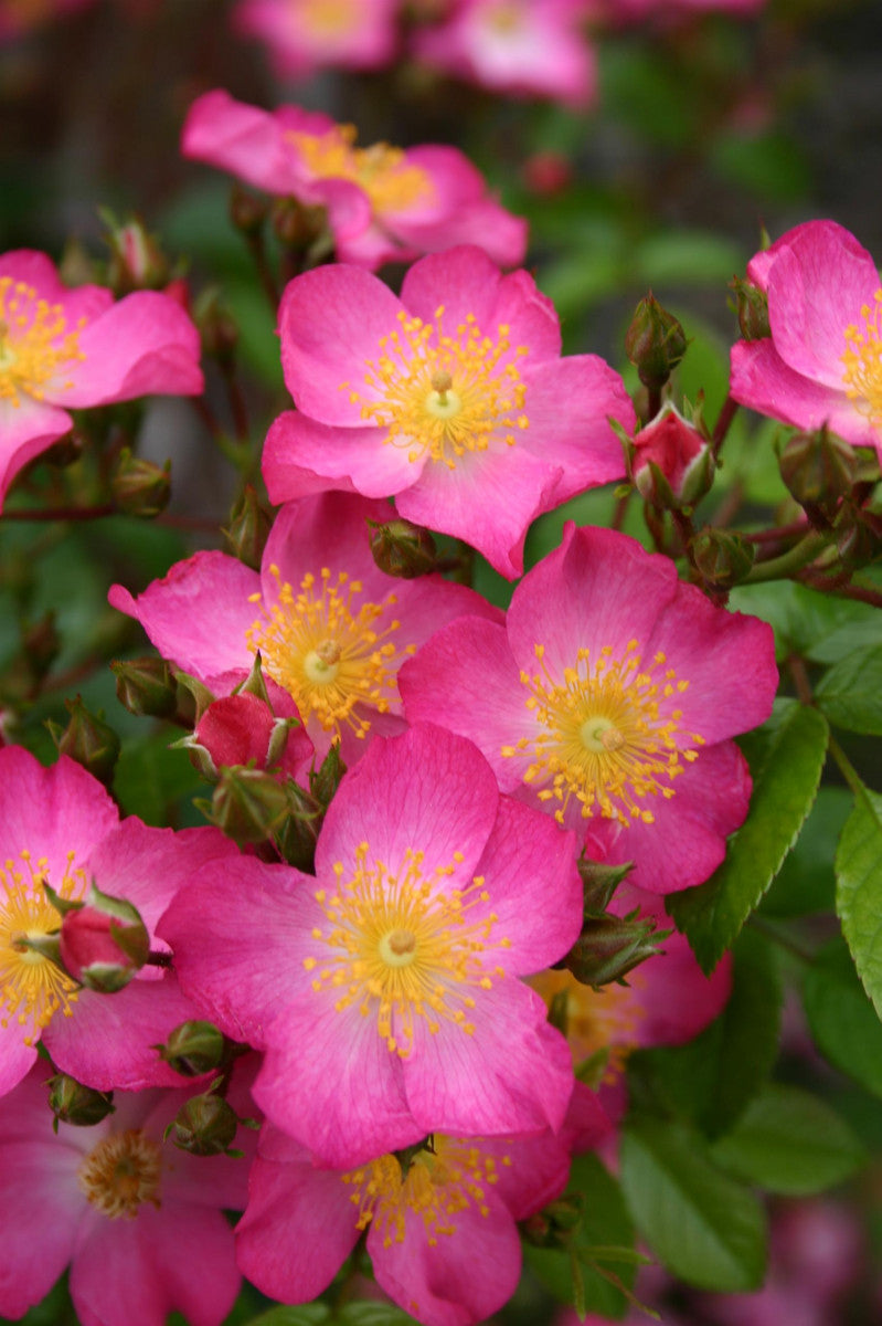 Rosa 'Juanita' BDR (Bodendeckerrose 'Juanita' -R- ADR-Rose)