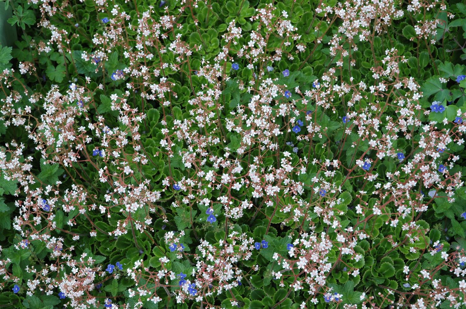 Saxifraga x urbium (Porzellanblümchen)