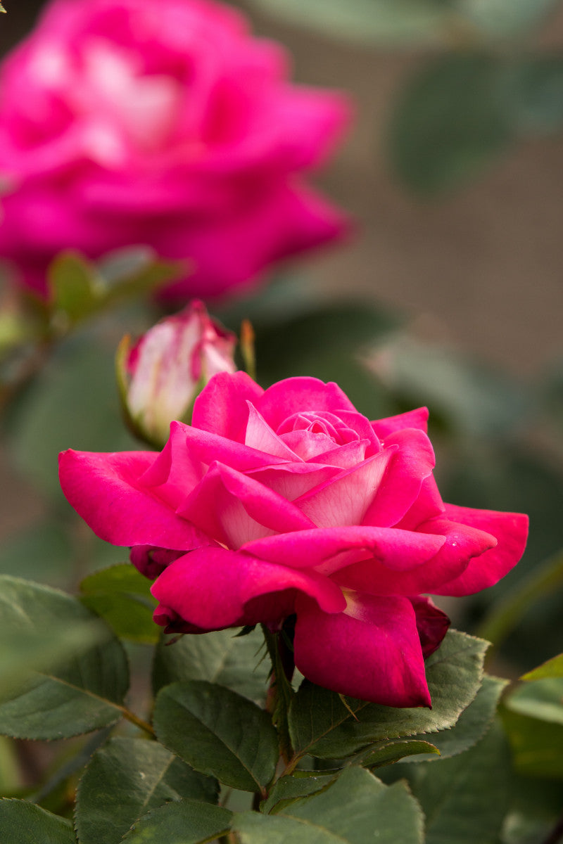 Rosa 'Acapella' TH mit Blüte ;;ab 9,50 Euro