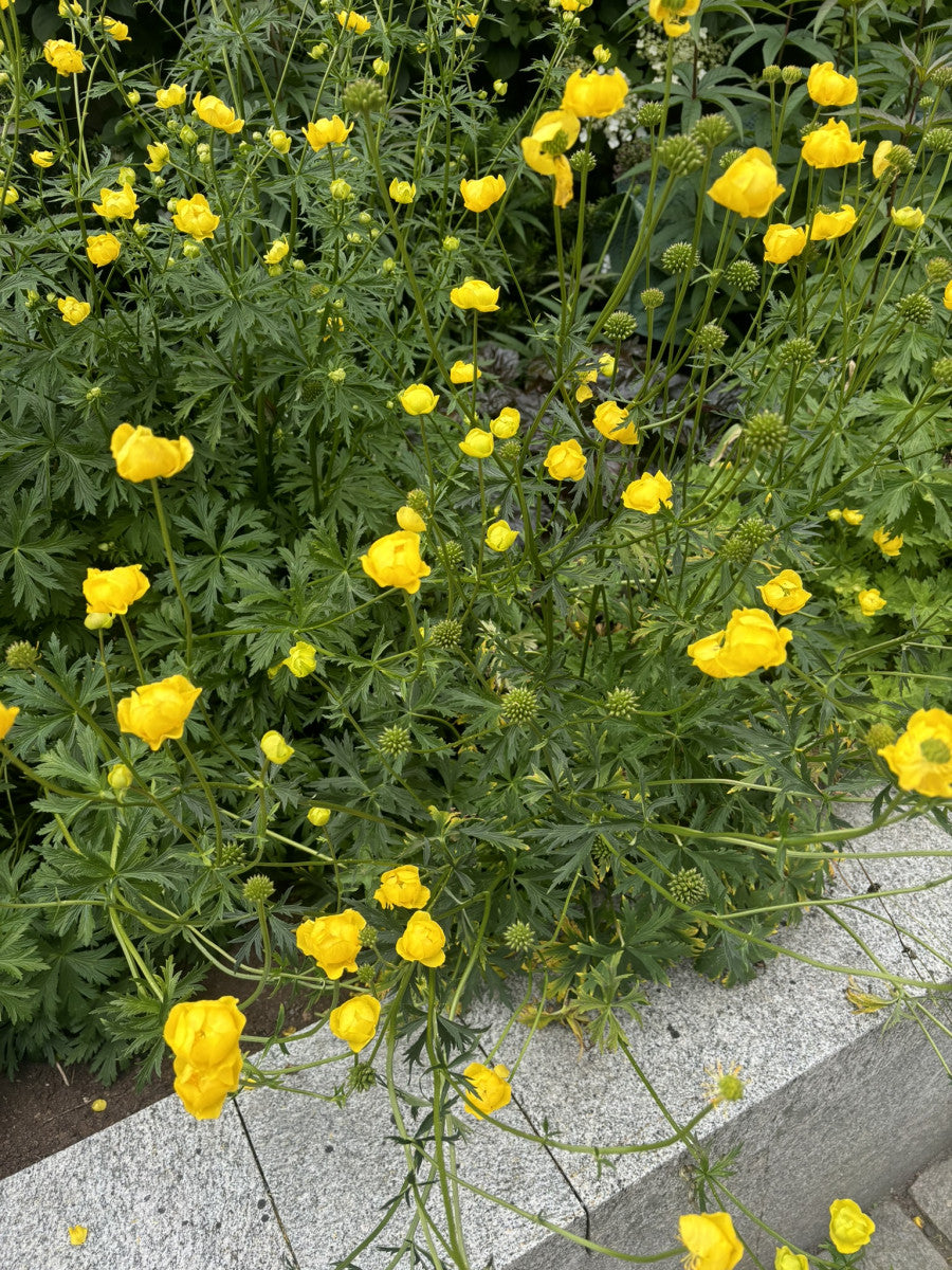 Trollius europaeus (Europäische Trollblume)