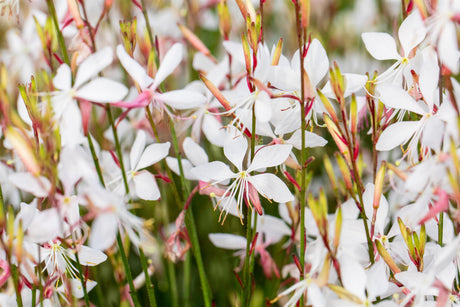 Gaura lindheimerii, weiß ;;ab 4,85 Euro