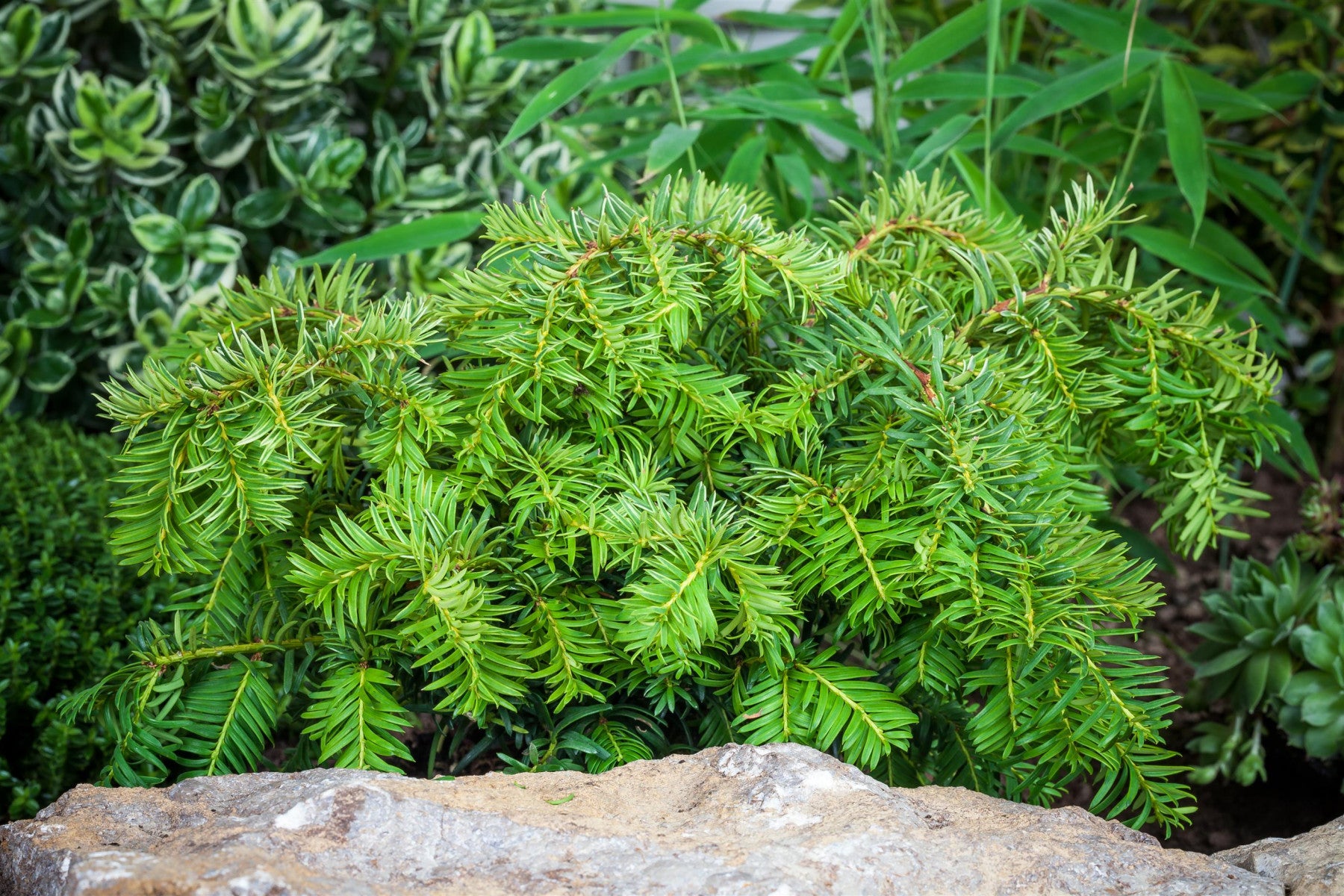 Taxus baccata 'Repandens' (Tafeleibe, Kisseneibe)