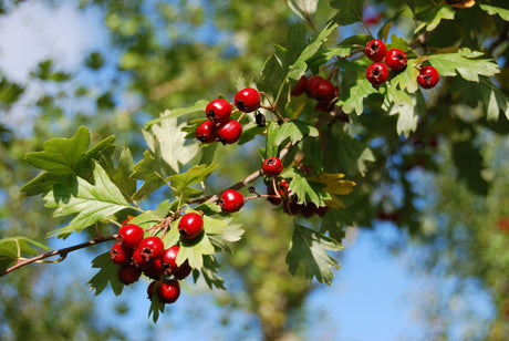 Crataegus monogyna VkG 1 mit Früchten, erhältlich von 40-70 bis 200-250 cm ;;ab 2,56 Euro