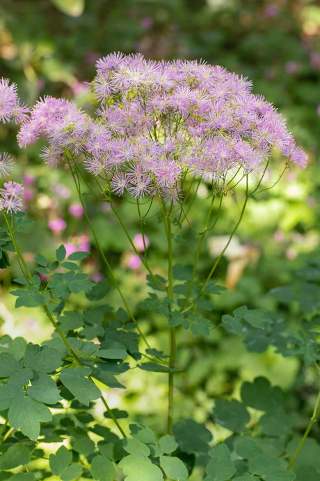 Thalictrum aquilegifolium ;;ab 3,70 Euro