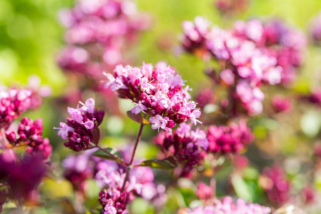 Origanum laevigatum 'Rosenkuppel' mit Blüte ;;ab 4,25 Euro