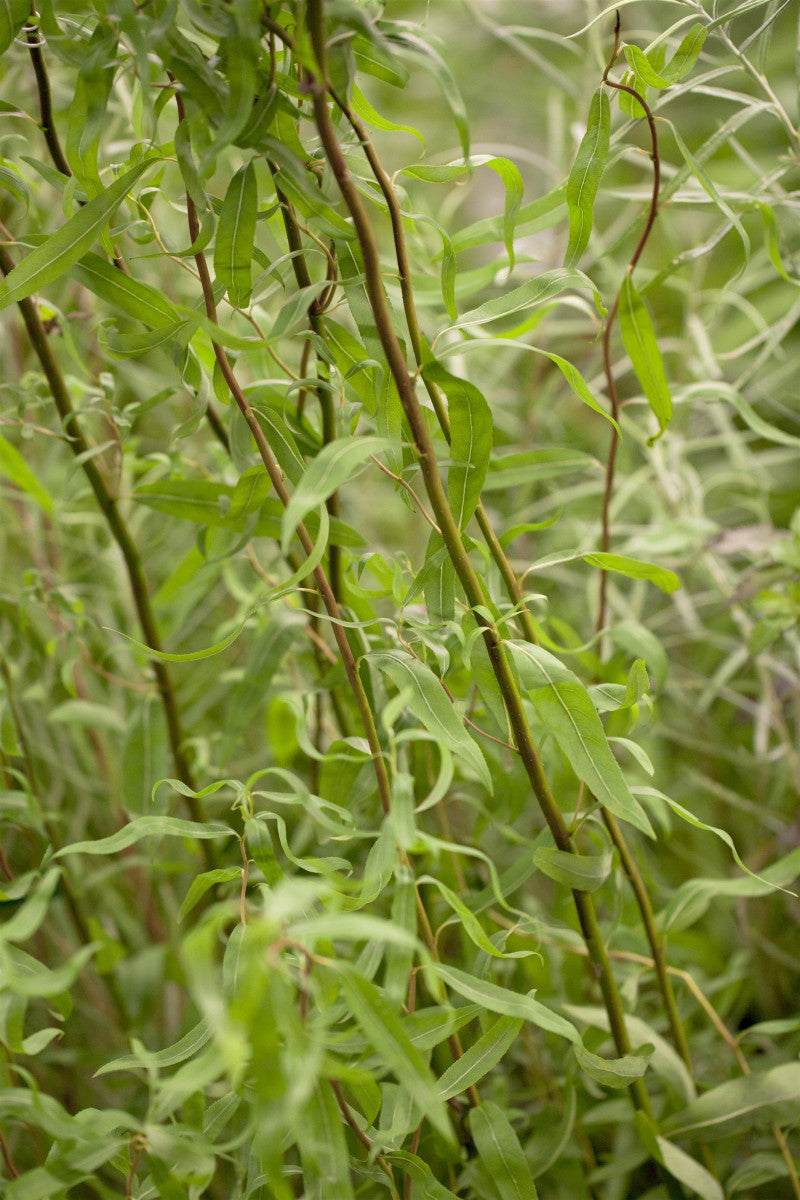 Salix matsudana 'Tortuosa' mit Sommerbelaubung, erhältlich von 60-100 bis 60-100 cm ;;ab 16,90 Euro