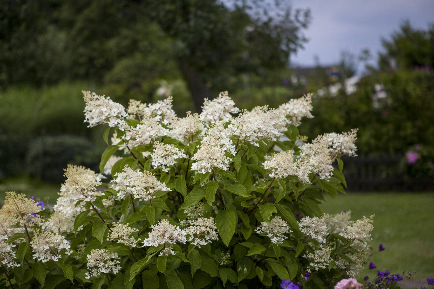 Hydrangea paniculata 'Unique' (Rispenhortensie 'Unique')