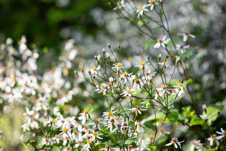 Aster divaricatus mit Blüte ;;ab 3,75 Euro