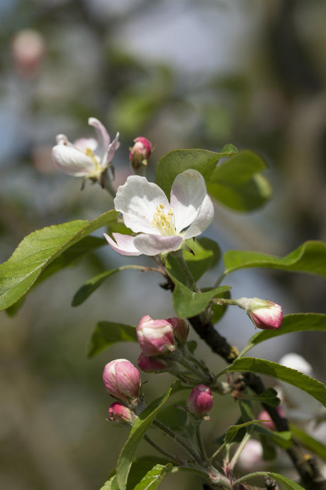 Malus 'Gloster 69' mit Blüte, erhältlich von 150-200 bis 450-650 cm ;;ab 34,60 Euro